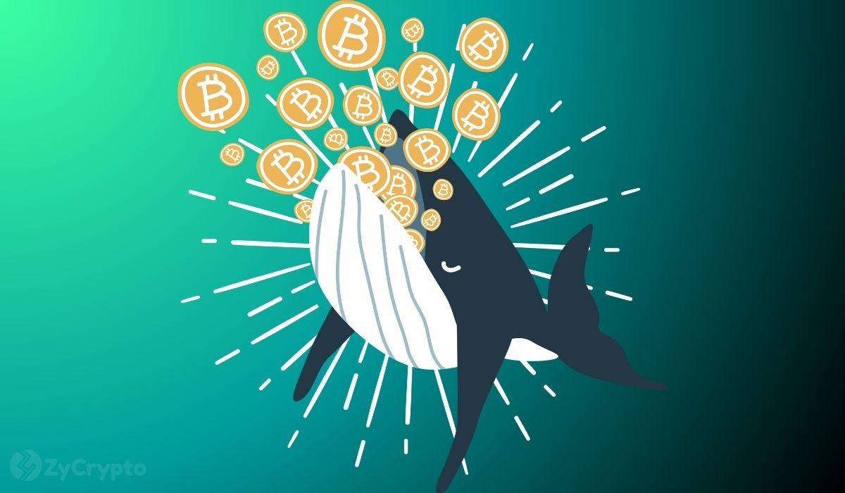 Bitcoin Whales Wake Up After 12 Years With 8,000% Gains, Raising Market Fears